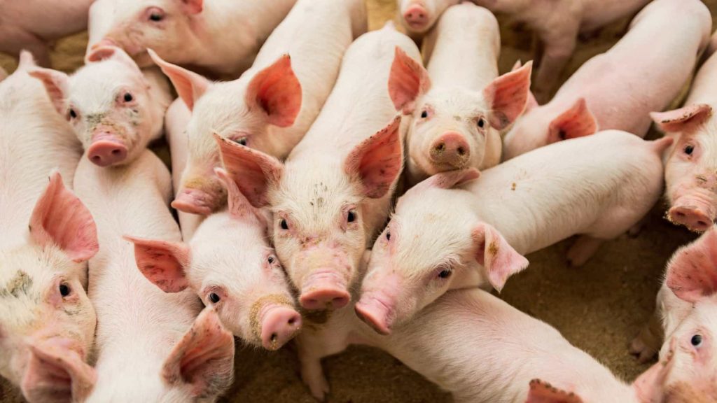 Die deutsche Schweinehaltung – ein Einblick