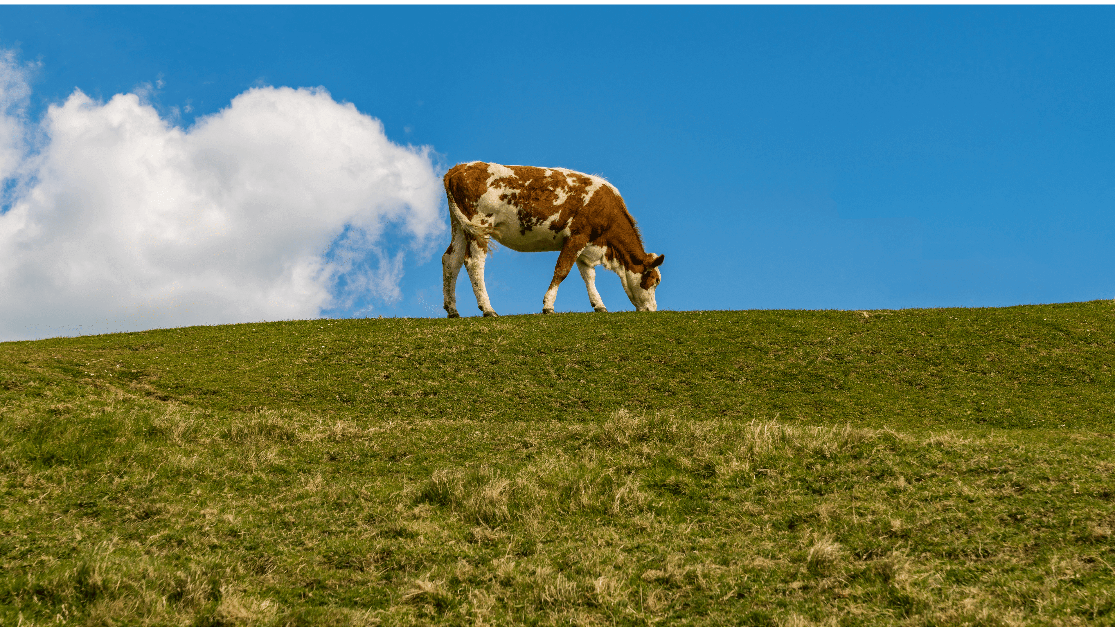Wie klimaschädlich sind die Nutztierhaltung und der Fleischkonsum?