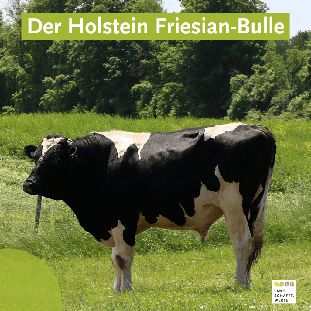 Kuh Rind Färse Holstein Friesian - Bulle
