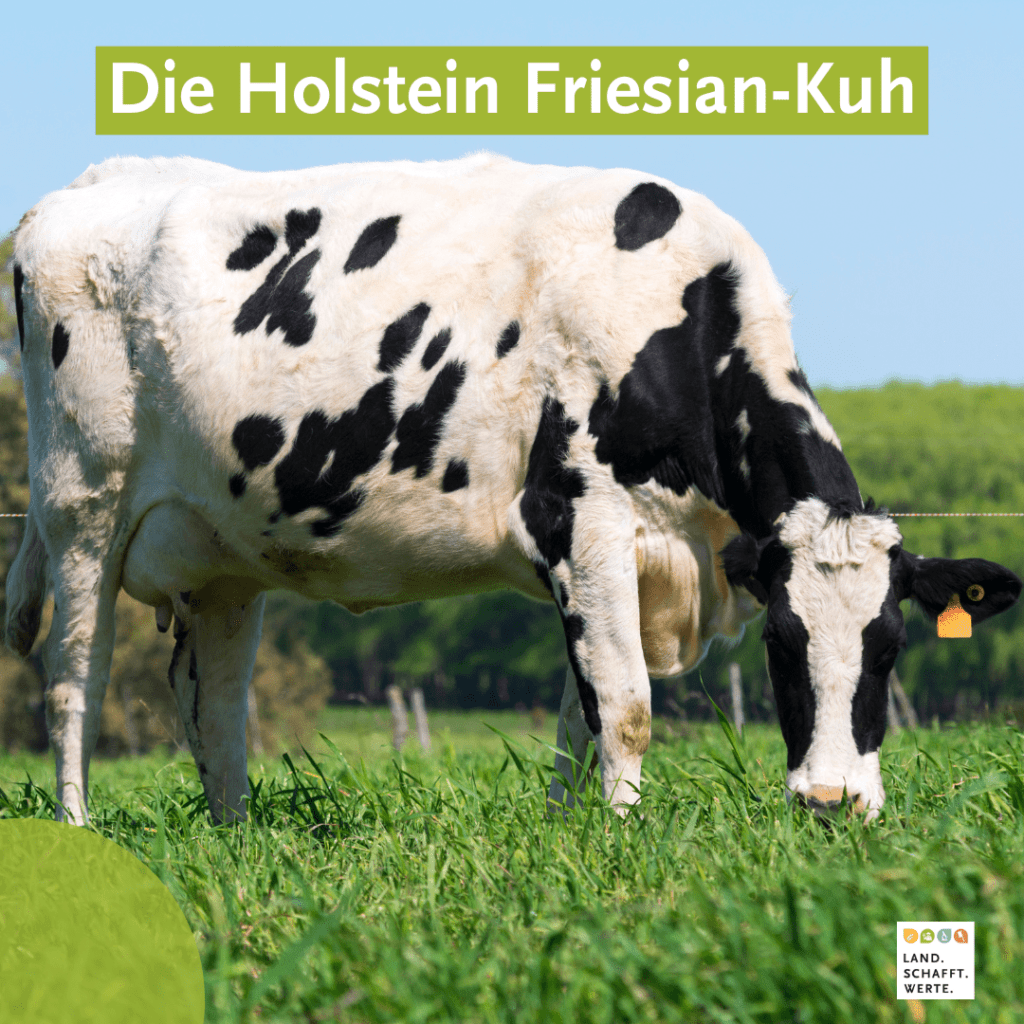 Kuh Rind Färse Holstein Friesian - Kuh