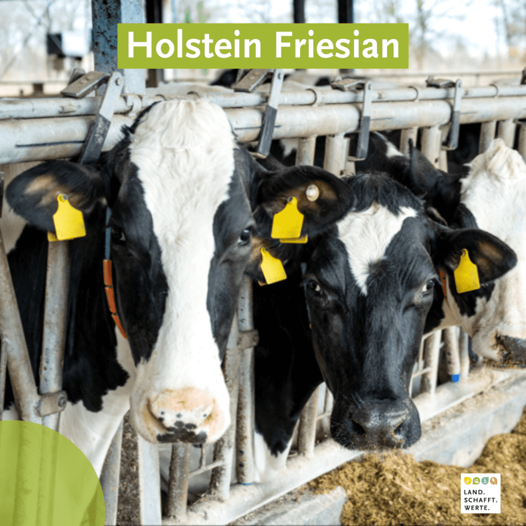 Kuh Rind Färse Holstein Friesian