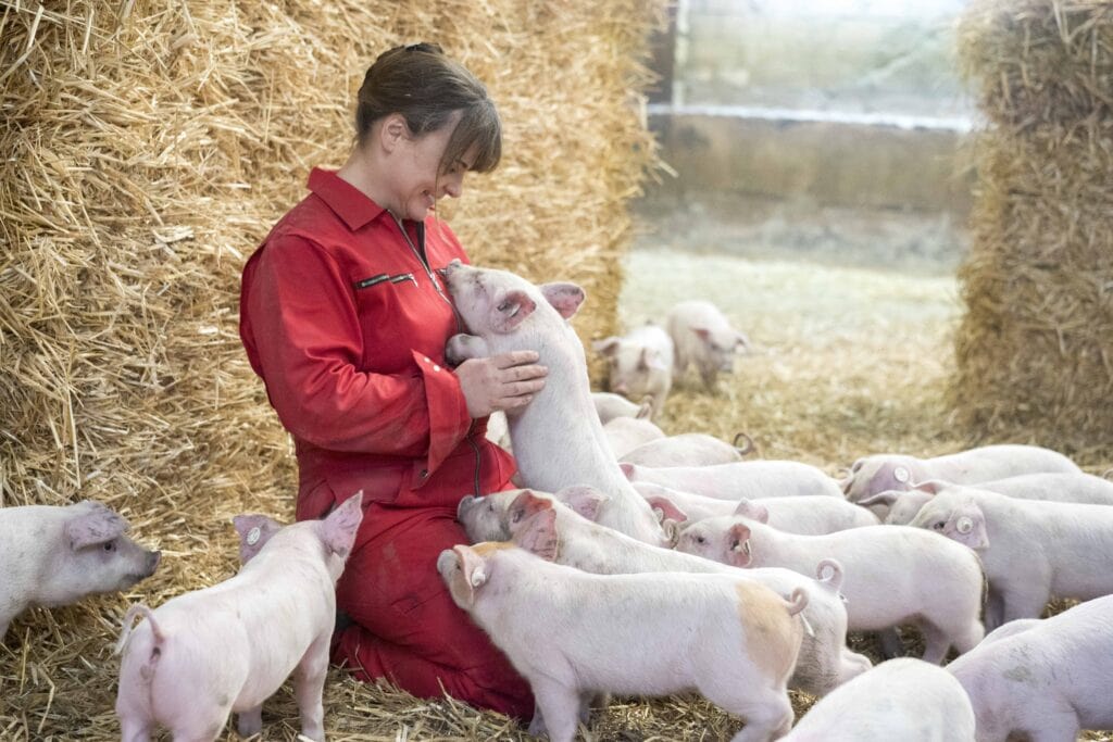 konventionell und biologisch schweine