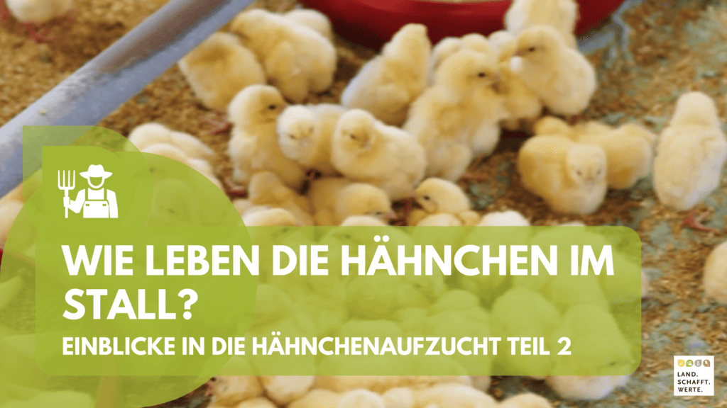 Wie leben die Hähnchen im Stall - Eiblicke in die Hähnchenaufzucht Teil 2